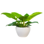 Cây đế vương vàng